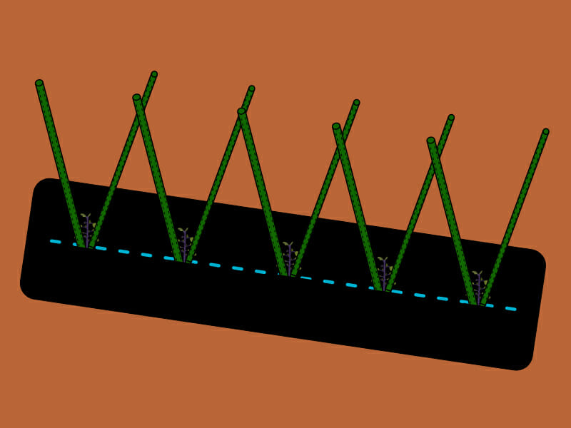 V字型（V字式）のナスの支柱の立て方、整枝方法を示したイラストです。