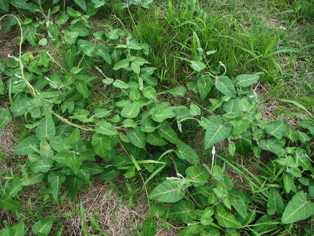 ヤブガラシや葛 クズ などのつる性の雑草 つる雑草 について 生態から除草 防除方法まで徹底解説 農家web