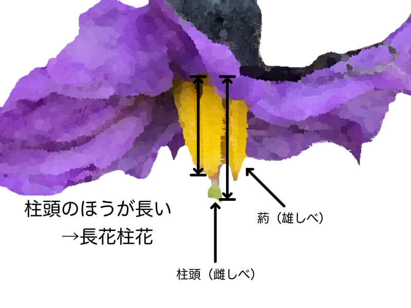 ナスの長花柱花を示したイラストです。葯（雄しべ）より柱頭（雌しべ）が長いことが特徴で、健全な育成を表す指標となります。