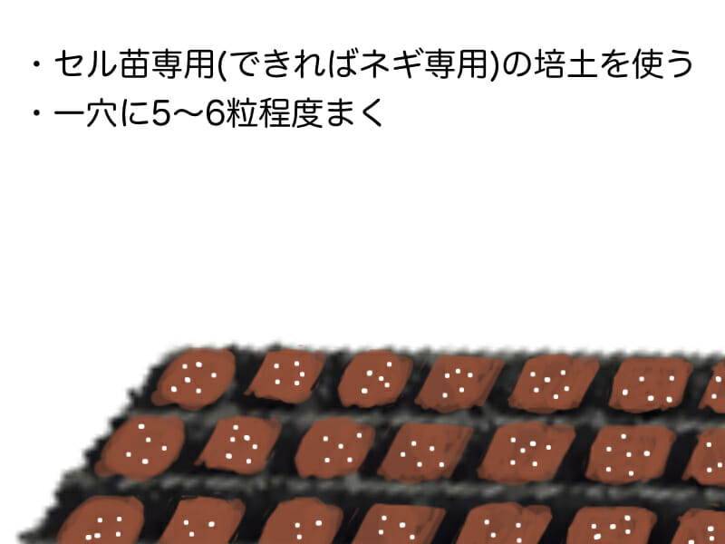 葉ネギ（九条ネギ・万能ねぎ）、根深ネギ（長ネギ）のセルトレイ（セルトレー）での播種方法を示した画像です。ネギ専用培土を使って一穴に5〜6粒程度まくことをおすすめします。