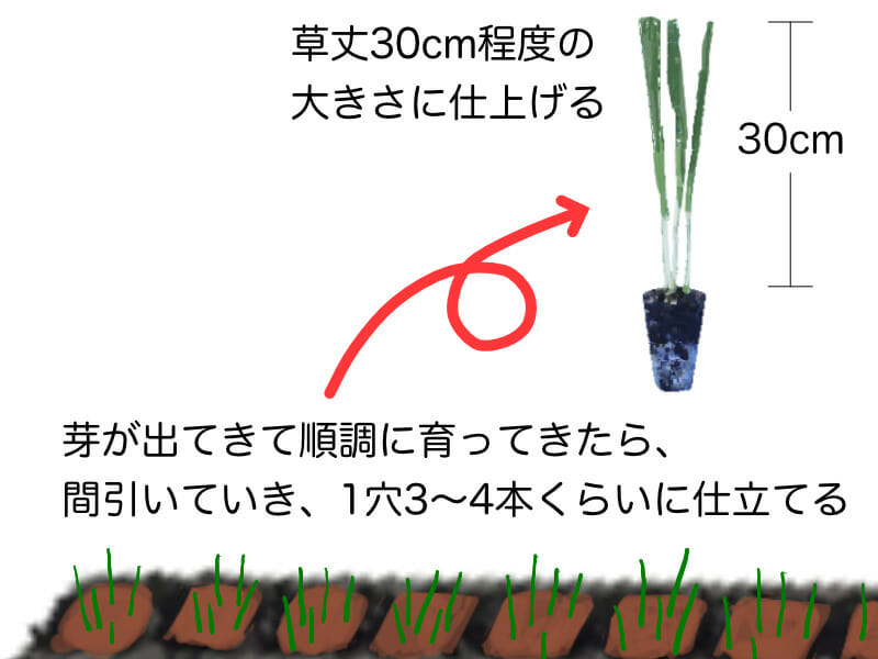 葉ネギ（九条ネギ・万能ねぎ）、根深ネギ（長ネギ）のセルトレイ（セルトレー）での育苗の方法を示した画像です。1穴3〜4本くらい残し、草丈が30cm程度の大きさになったら植え付けのタイミングです。