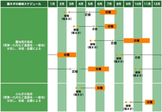 九条ネギ 万能ねぎ 小ネギなど葉ネギの栽培方法の基本 農家web