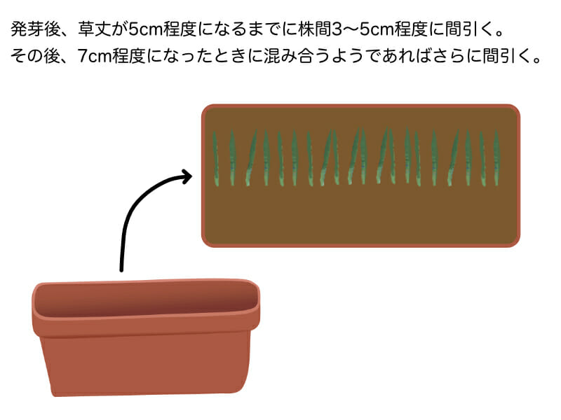 葉ネギ（万能ねぎ・九条ネギ）のプランター栽培における間引きの作業を示したイラストです。株間3cm〜5cmになるように間引きます。