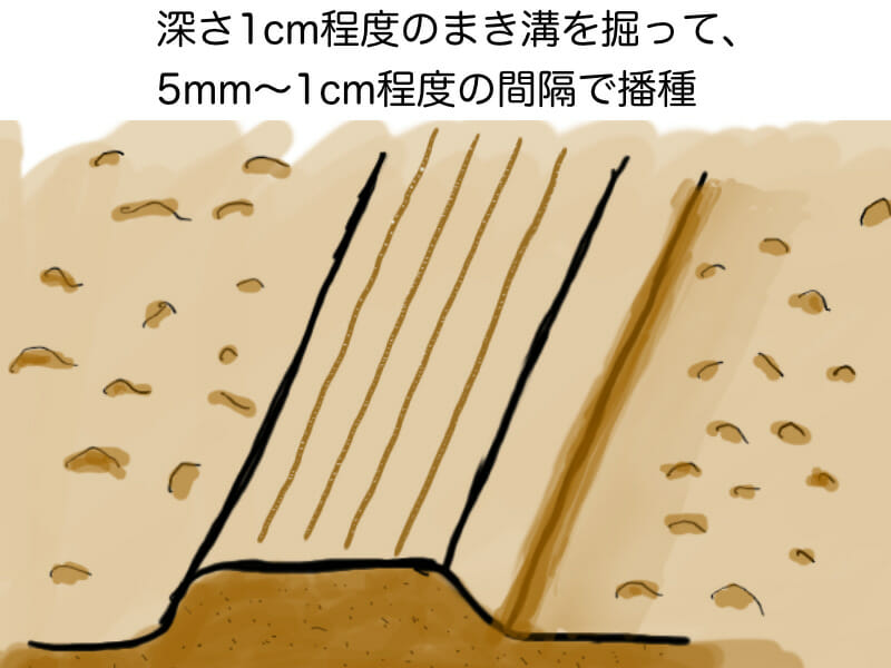 ネギの栽培に挑戦 根深ネギ 長ネギ の基礎知識と栽培方法の基本 農家web