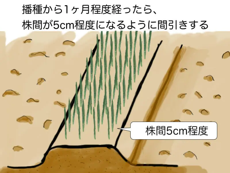 ネギの栽培に挑戦 根深ネギ 長ネギ の基礎知識と栽培方法の基本 農家web ネギの栽培に挑戦 根深ネギ 長ネギ の基礎知識と栽培方法の基本 農家web