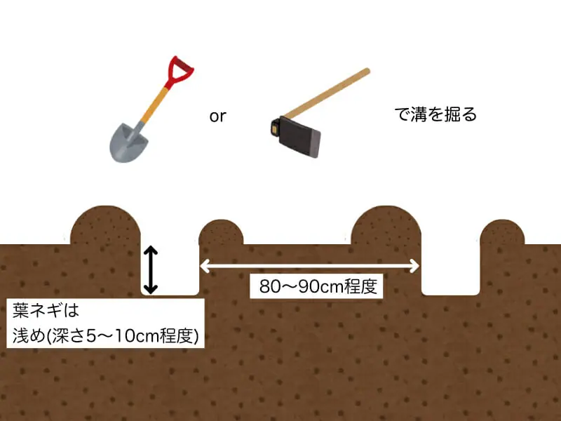 九条ネギ 九条太ネギ を使った干しネギ栽培の方法とポイント 農家web