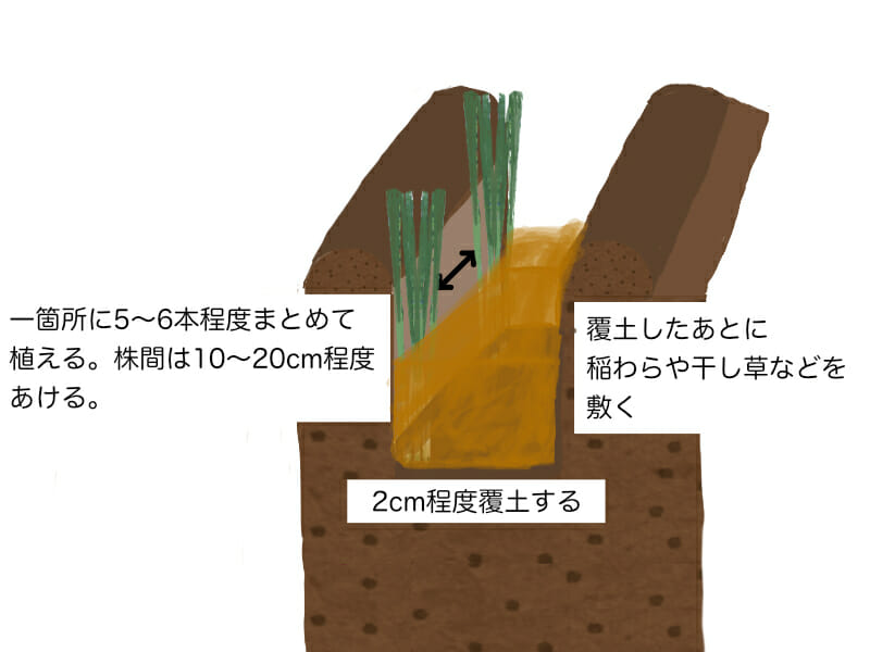 葉ネギ（万能ねぎ、九条ネギ）の植え付け方法を示した画像です。溝を掘って、葉ネギの場合は一箇所に5〜6本程度まとめて植えます。2cm程度覆土したあとは稲わらや干し草などを敷きます。