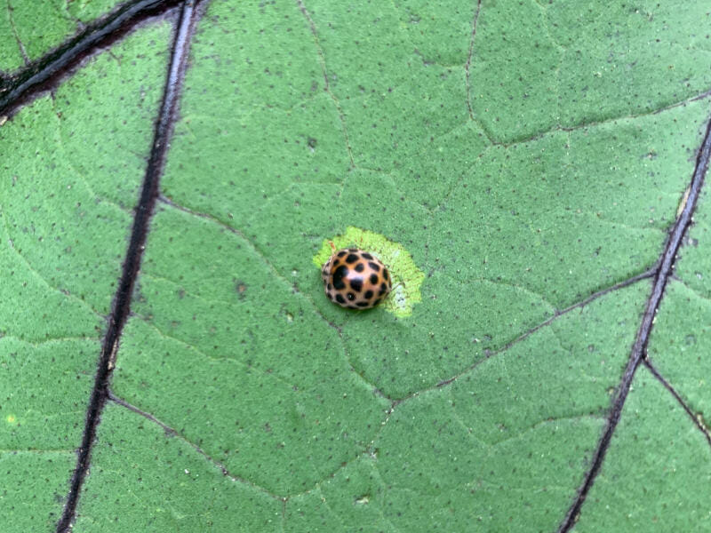 ナスの葉を食害する害虫ニジュウヤホシテントウの画像です。