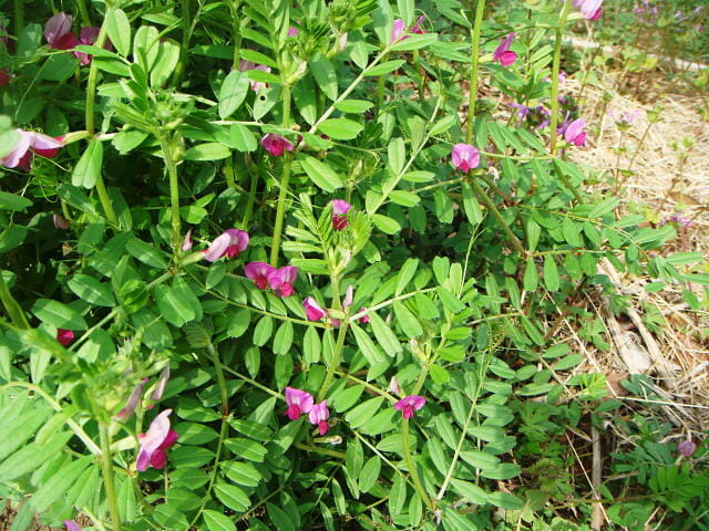 花が咲いたカラスノエンドウ（4月中旬）