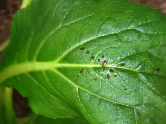 キスジノミハムシを駆除 防除する農薬について 農家web キスジノミハムシを駆除 防除する農薬について 農家web