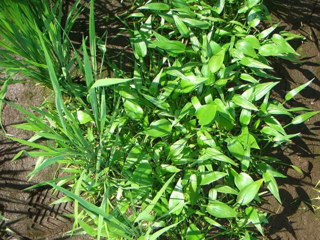 厄介な水田雑草 コナギについて生態から除草 防除方法まで徹底解説 農家web 厄介な水田雑草 コナギについて生態から除草 防除方法まで徹底解説 農家web