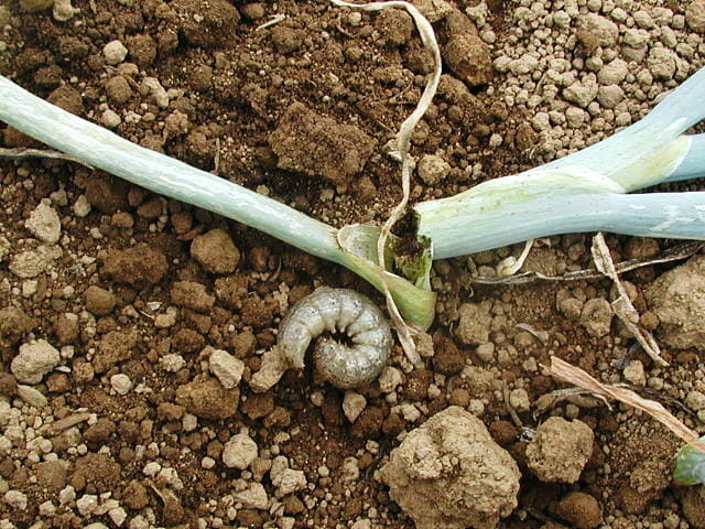 カブラヤガ（ネキリムシの一種）の幼虫と食害されたネギ