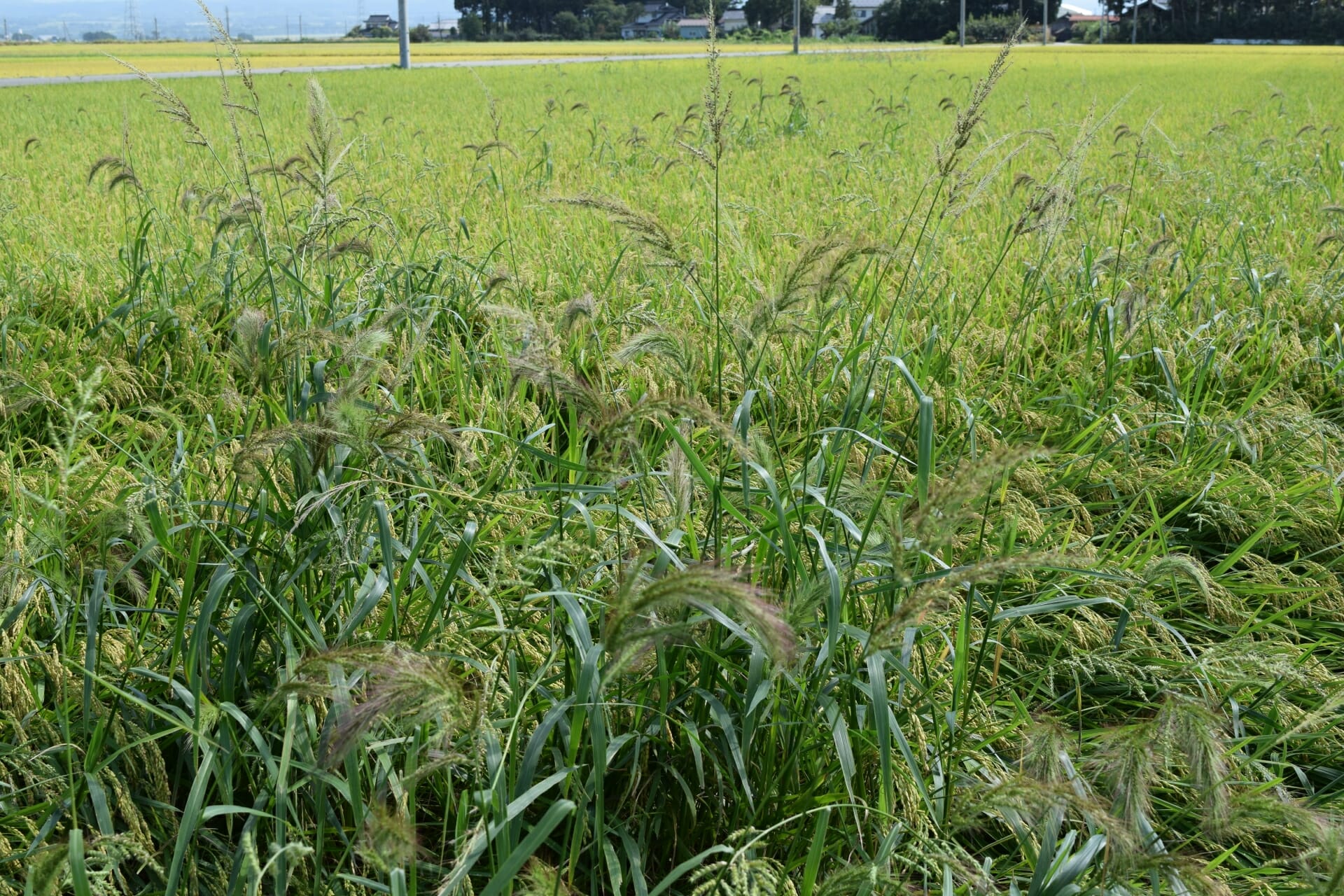 水田の中に繁茂するノビエ