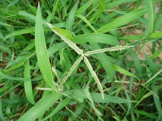 オヒシバの除草 防除方法とおすすめ除草剤 農家web オヒシバの除草 防除方法とおすすめ除草剤 農家web