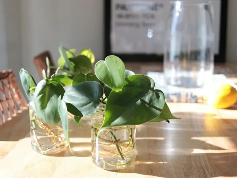 水挿し・植え替えから始める ポトスの水耕栽培 | 農家web