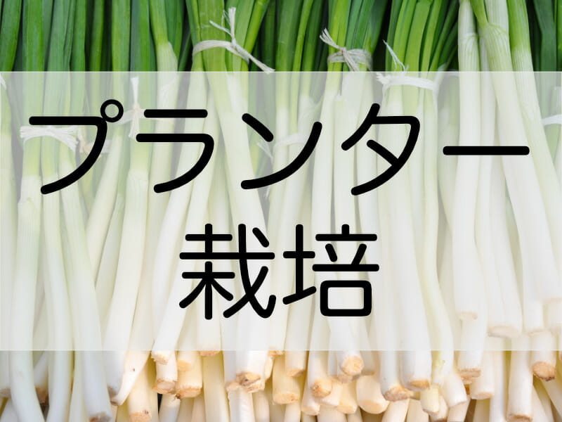 根深ネギ（長ネギ）のプランター栽培に関する記事のバナーです。