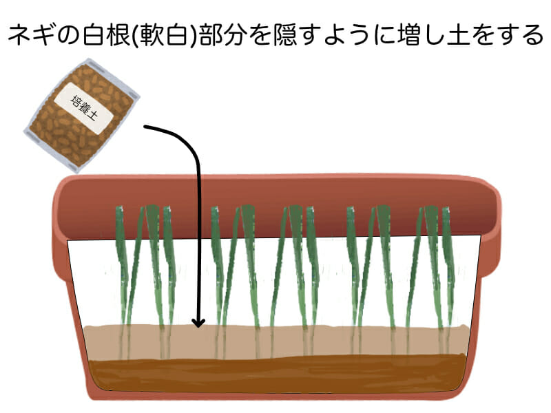 根深ネギのプランター栽培における増し土の方法を示したイラストです。ネギの白根（軟白）部分が隠れるくらいまで培養土を入れます。