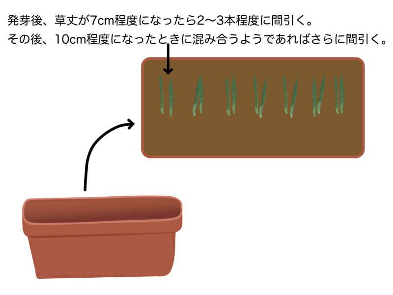 根深ネギのプランター栽培における間引きの方法を示したイラストです。草丈7cm程度くらいになったら一箇所につき2〜3本程度に間引きます。