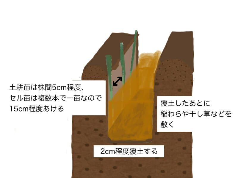 根深ネギ（長ネギ）の植え付け方法を示した画像です。溝を掘って、土耕苗の場合は株間5cm程度、セル苗の場合は15cm程度あけて植え付けます。2cm程度覆土したあとは稲わらや干し草などを敷きます。