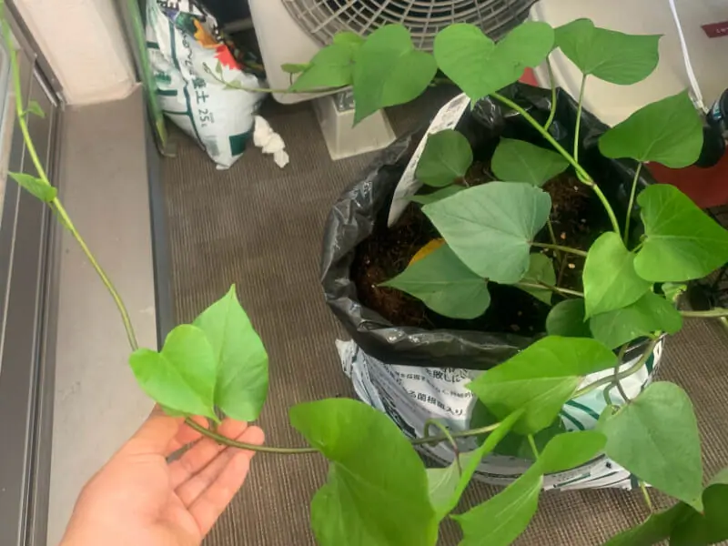 プランターでも育てられる 手軽にできるサツマイモの栽培方法 農家web