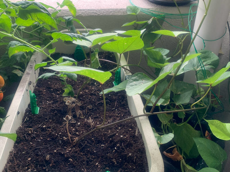サツマイモのプランター栽培の様子です。梅雨時期で湿度が高い日が続いたので、キノコが生えています。