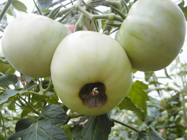 尻腐れになったトマトの果実の写真です。
