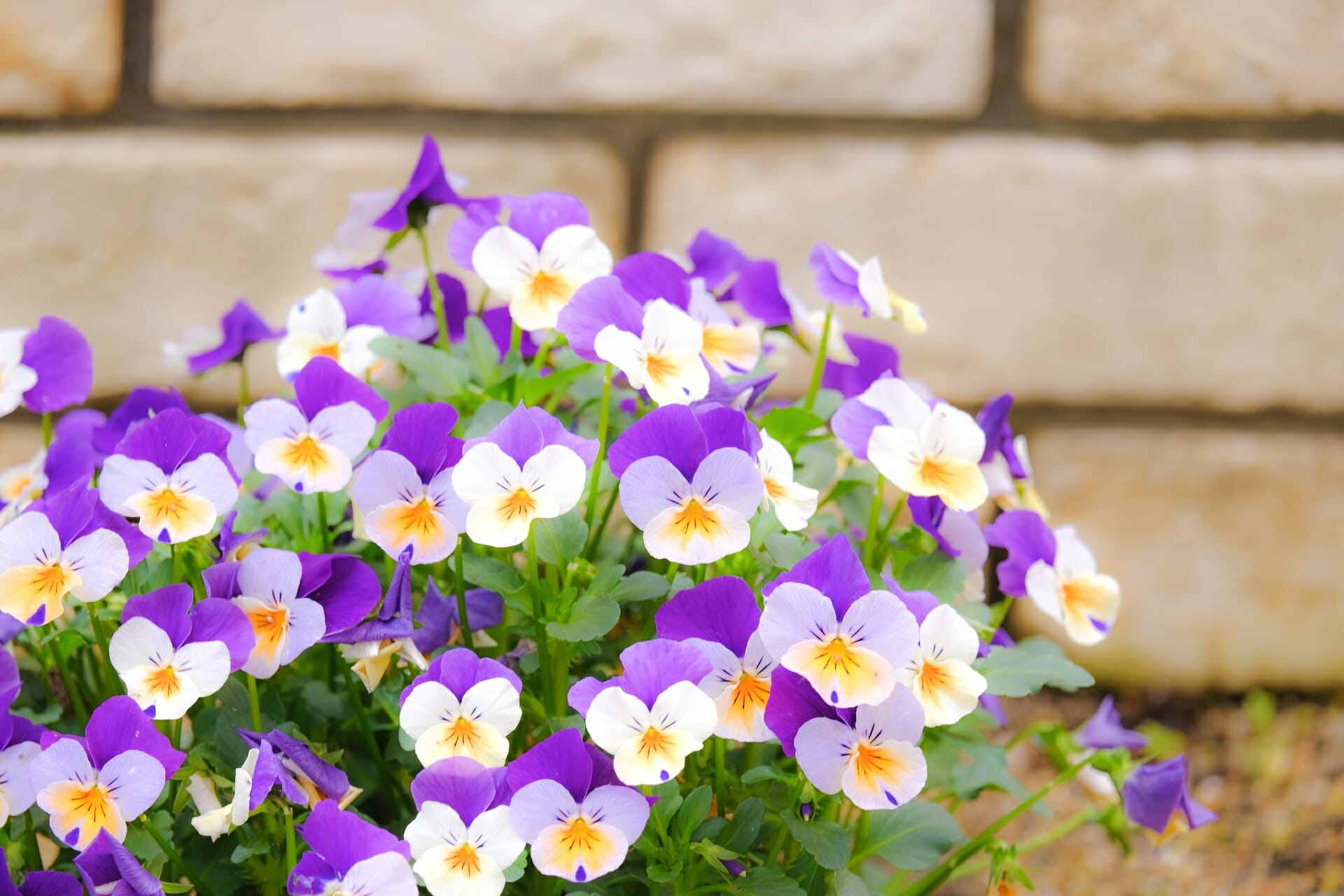 白と紫の花満開の綺麗なビオラ