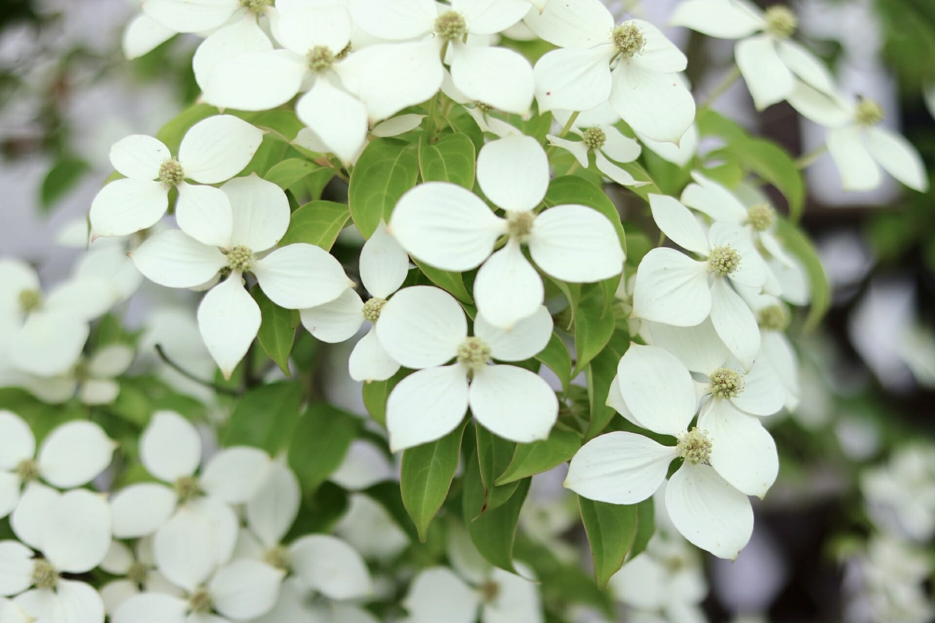 咲き誇るヤマボウシの花