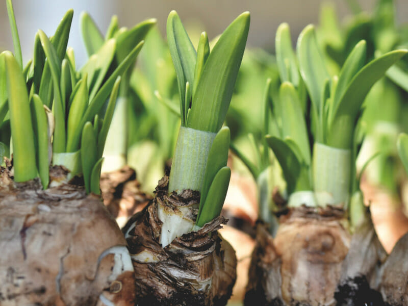 100均で買うことができる球根植物の水栽培の容器 農家web