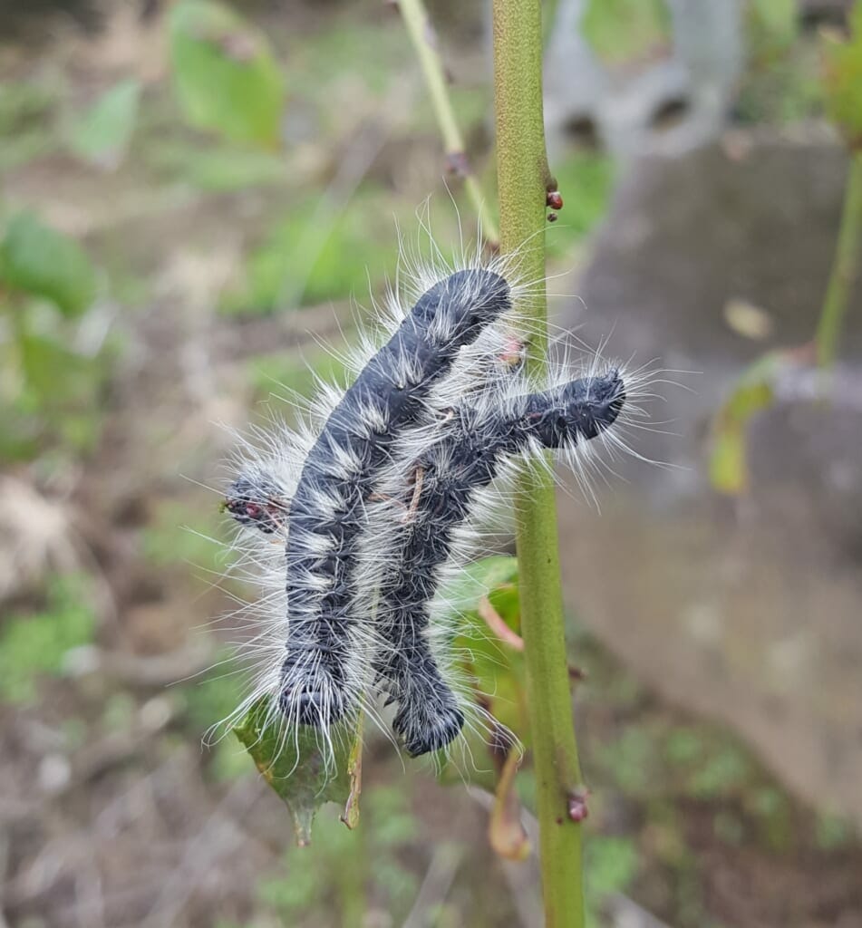 チャドクガの複数体の幼虫