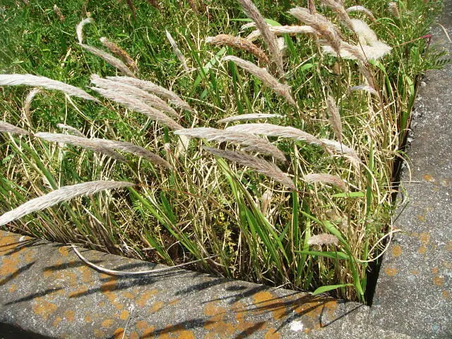 チガヤの除草 防除方法とおすすめ除草剤 農家web