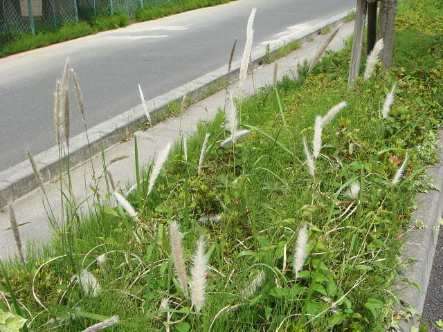 道路横の路傍に生えるチガヤ