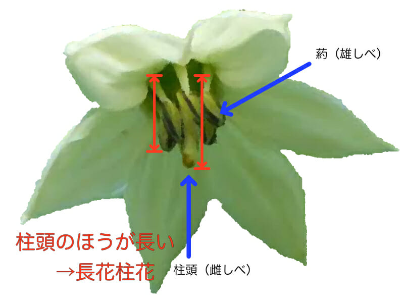 ピーマンの生育がいい状態の花の形を表したイラストです。柱頭（雌しべ）と葯（雄しべ）があり、柱頭のほうが長い長花柱花の場合は生育が良い状態です。逆に短花柱花や中花柱花の場合は、生育が落ちてきています。