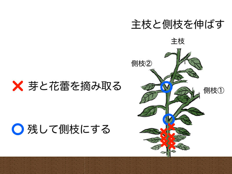 ピーマンの整枝のやり方を示した画像です。