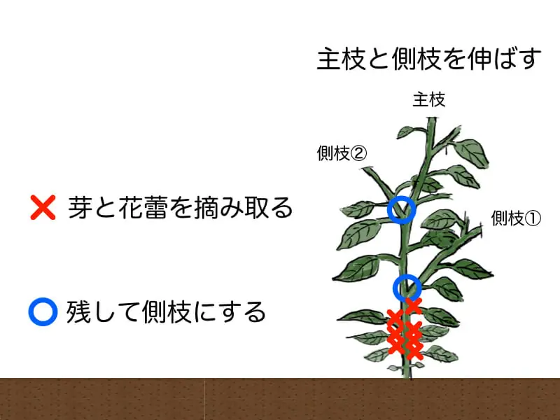 読めば流れがわかる ピーマンの基礎知識と栽培方法の基本とコツ 農家web