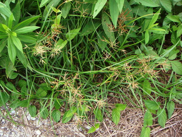 道端の繁茂、花を咲かせるハマスゲ