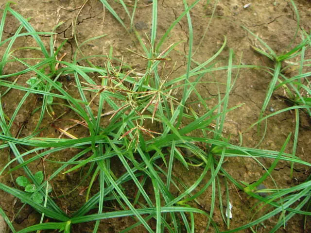 芝生に生える厄介なハマスゲの駆除方法 活用方法 農家web