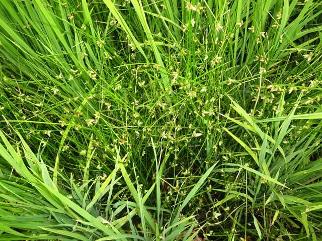 水田雑草ホタルイについて 生態から除草 防除方法まで徹底解説 農家web