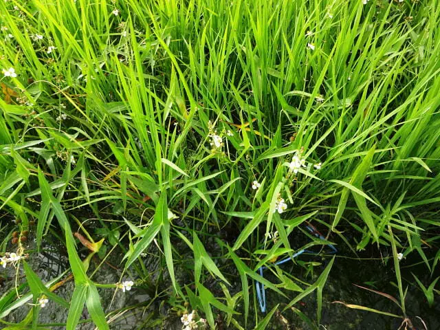 水田雑草オモダカについて 生態から除草 防除方法まで徹底解説 農家web 水田雑草オモダカについて 生態から除草 防除方法まで徹底解説 農家web