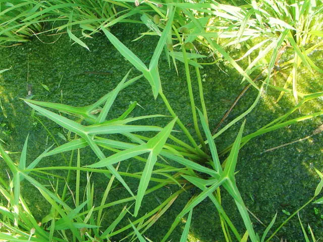 水田雑草オモダカについて 生態から除草 防除方法まで徹底解説 農家web