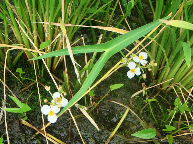 水田で花を咲かせるオモダカ