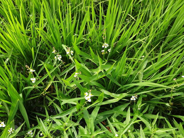 水田で発生し、花を咲かせるオモダカ