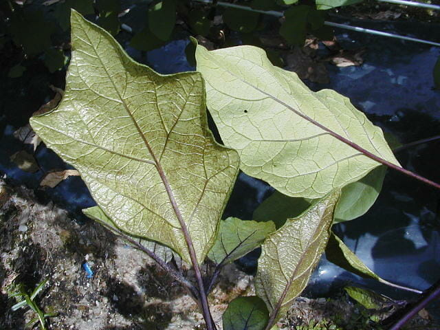 チャノホコリダニによってテカテカの光沢性を持った葉