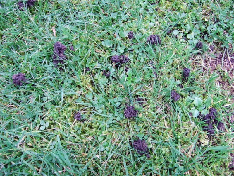 芝生にできたミミズの糞塚の写真です。