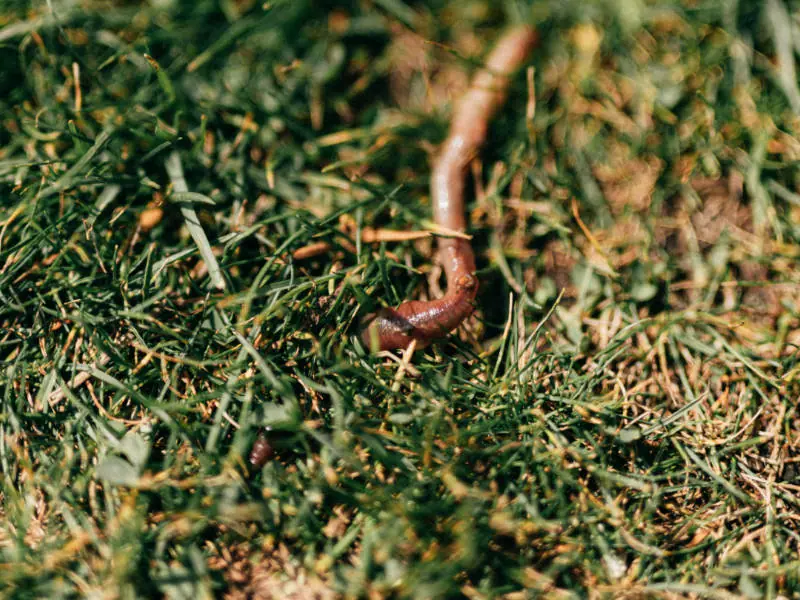 芝生に出るミミズの駆除方法と糞塚への対策方法 農家web