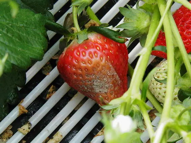 灰色かび病に効く農薬 防除方法について徹底解説 農家web 灰色かび病に効く農薬 防除方法について徹底解説 農家web