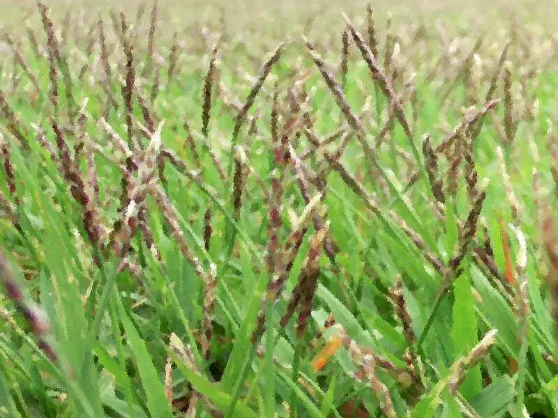 芝生に生えてくる穂や花の種類と対処法 農家web