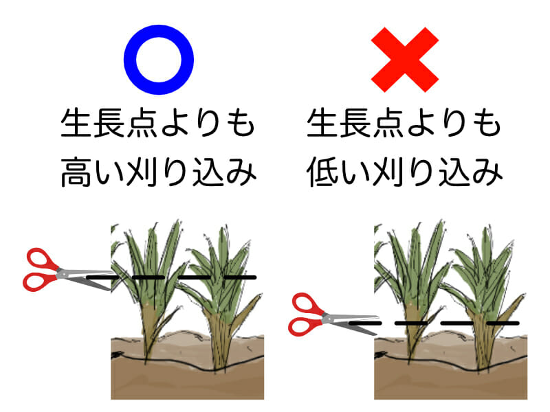 芝生の刈り込みに関する正しい位置を示したイラストです。生長点よりも高い刈り込みが適正で、それよりも低く刈り込むと軸刈りになってしまいます。