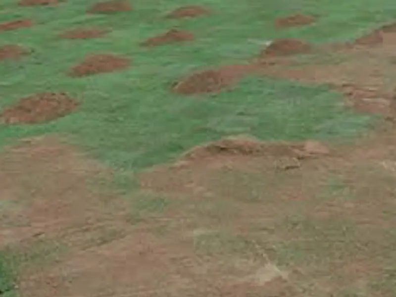 芝生に砂を入れる 芝生の目砂 目砂入れについて 農家web