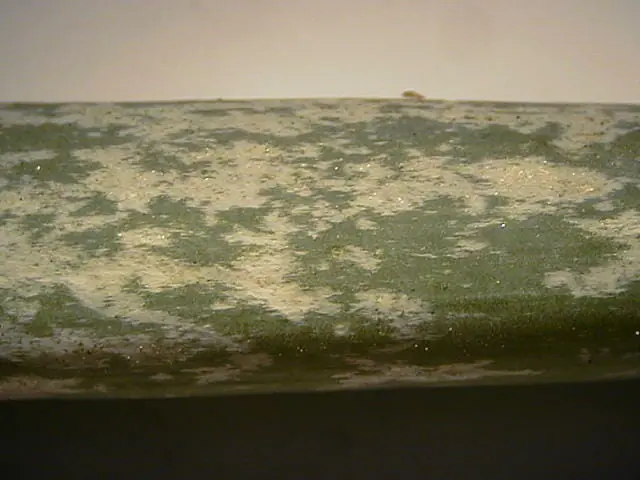 ネギアザミウマを駆除 防除する農薬について 農家web